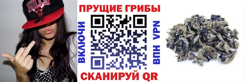 Псилоцибиновые грибы мицелий  Купить  Суджа 